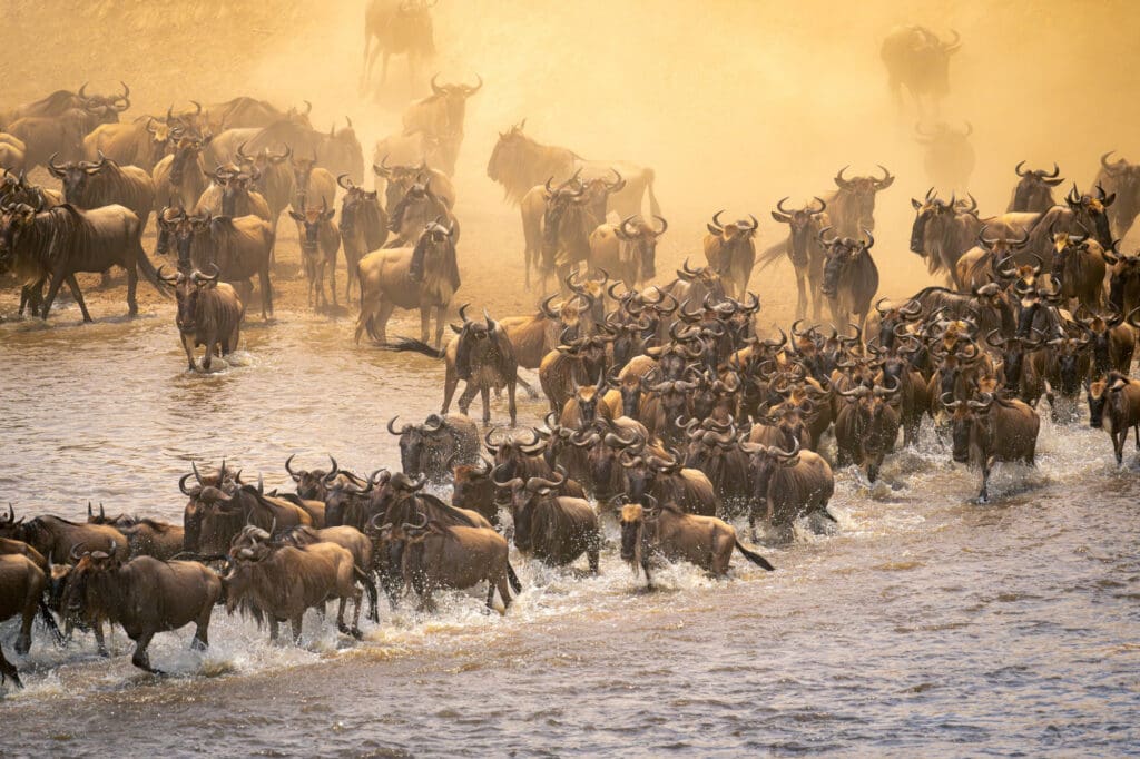 Wildebeest Migraiton through the Grumeti River in Serengeti Tanzania