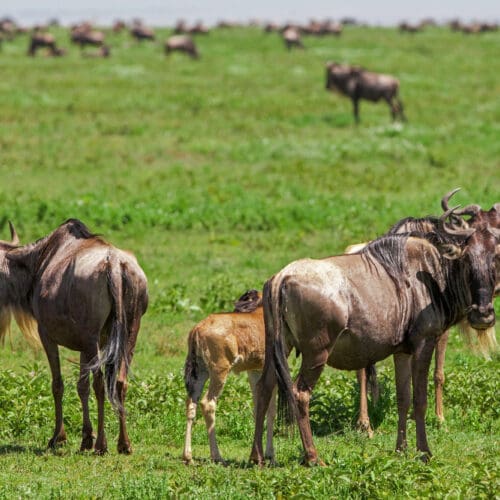 Wildebeest and calf on the green Ndutu Plains Tanzania