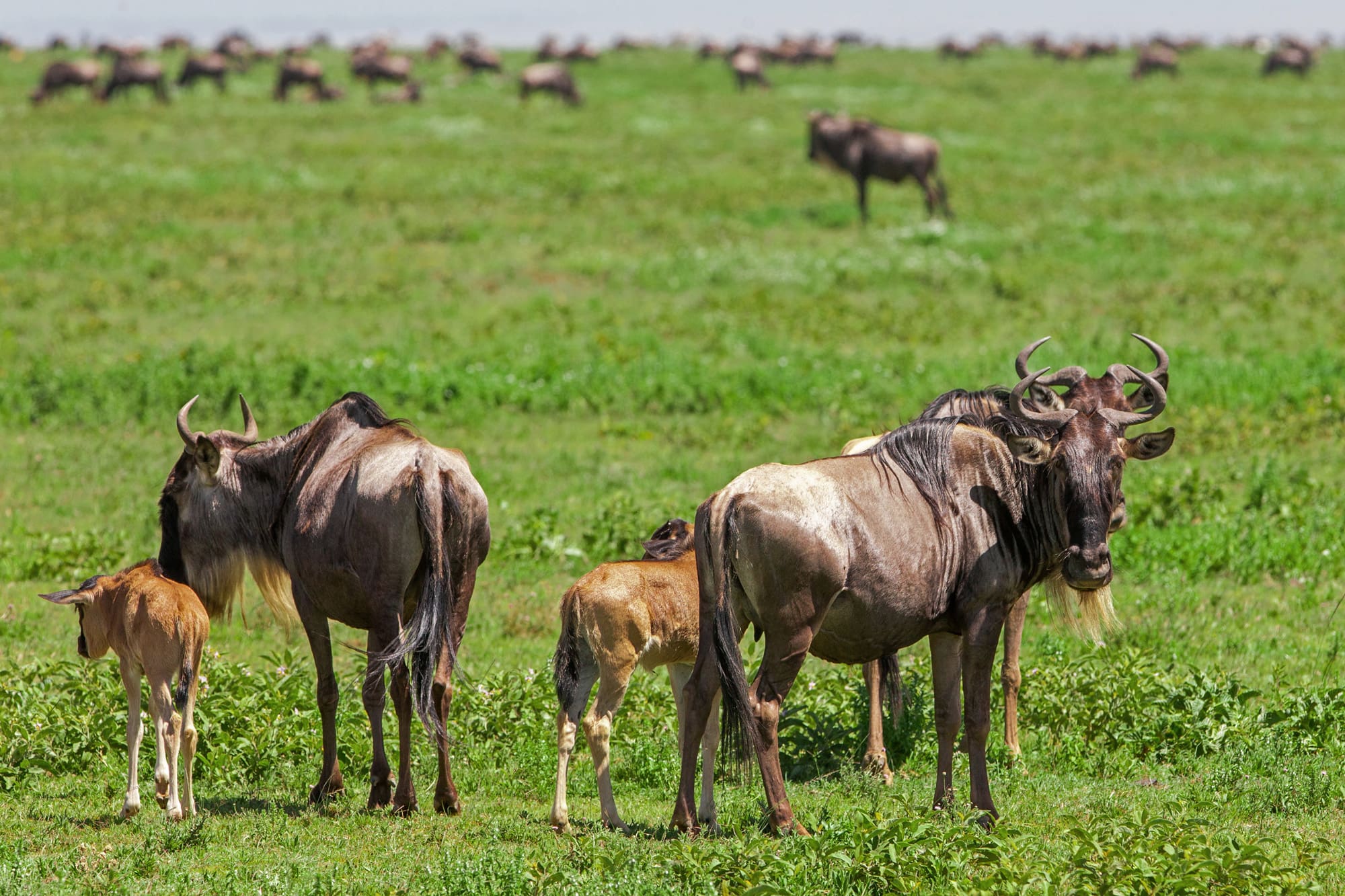 Wildebeest and calf on the green Ndutu Plains Tanzania