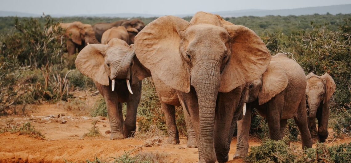 Addo-Elefanten-Nationalpark