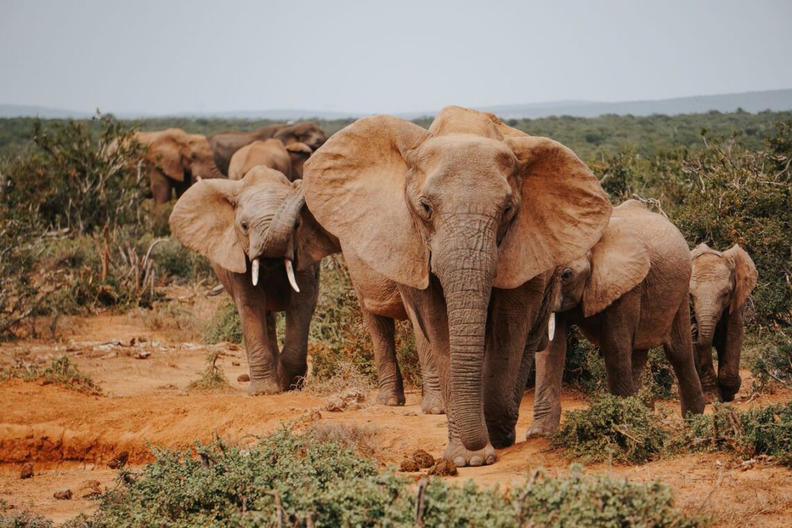 Addo-Elefanten-Nationalpark