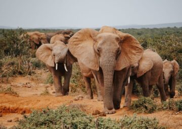 Addo Elephant National Park