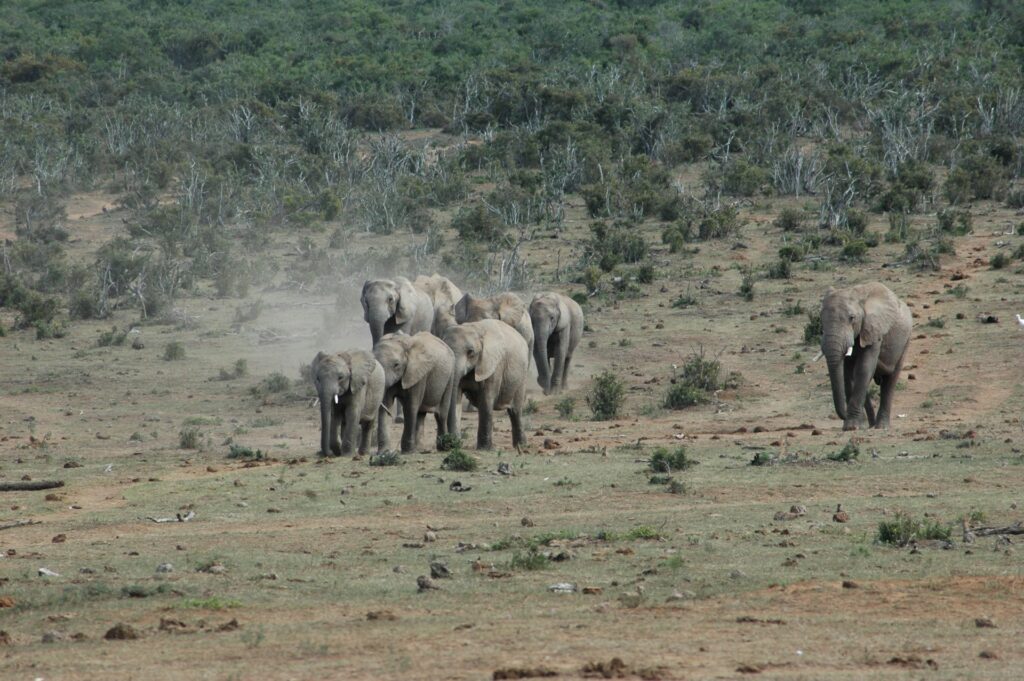 Addo Elephant Park