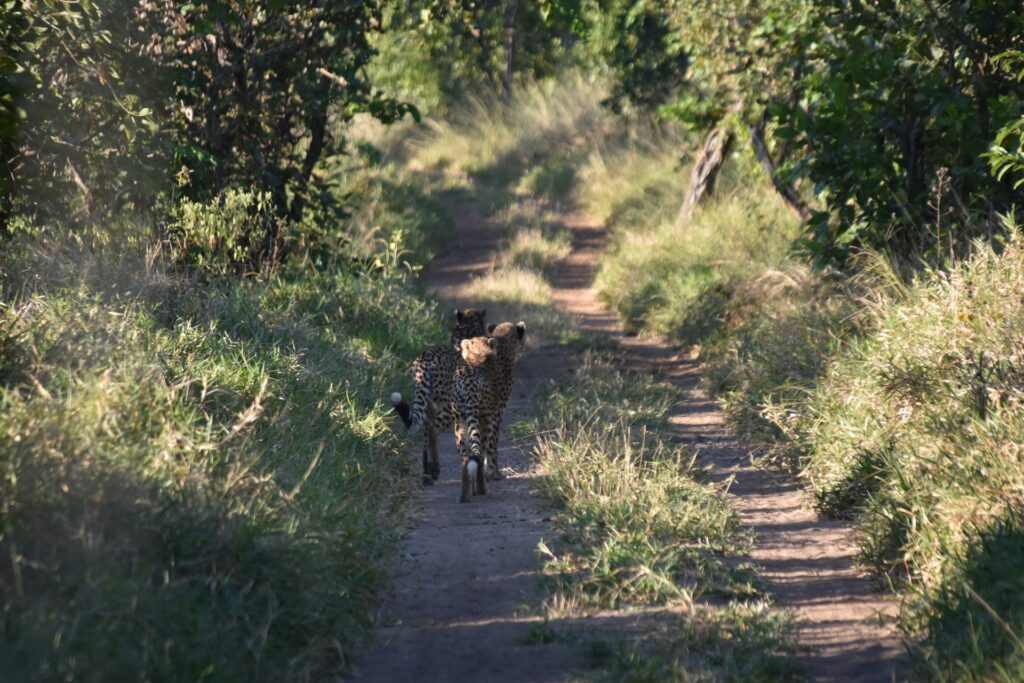 Cheetah in Majete