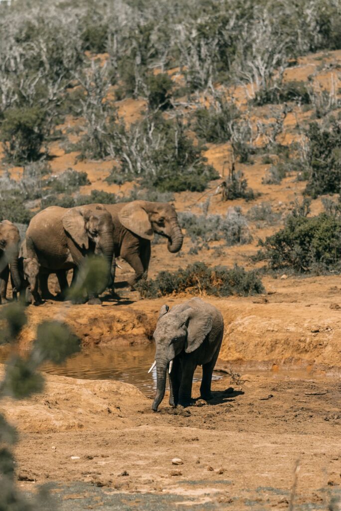 Elephant Herd in Addo Elephant National Park