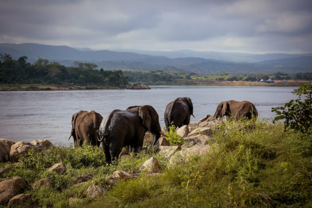 Elephants in Malawi