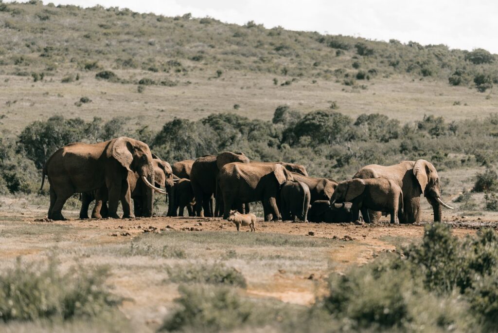 Elephants in Addo Elephant National Park