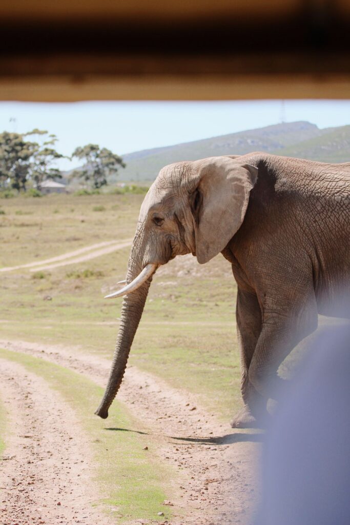 Game Drive in Addo Elephant Park