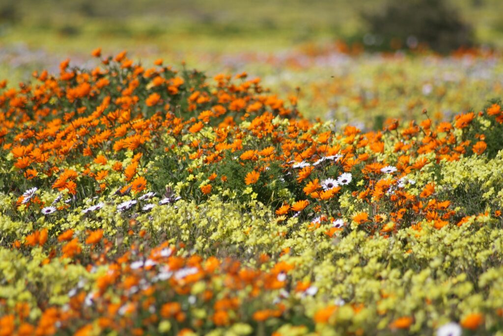 Namaqua National Park