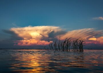 Malawi Safari