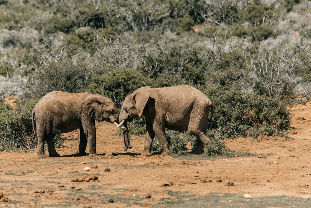 Two Elephants in Addo Park